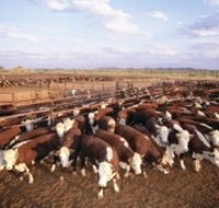 Bond Springs Outback Retreat - Flights