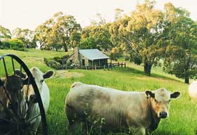 Adelaide Hills Country Cottages - Gum Tree Cottage - Flights 1