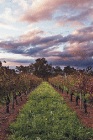 Lamonts Winery Restaurant  Gallery - Flights