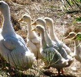 Duck Duck Goose Bed and Breakfast - Flights