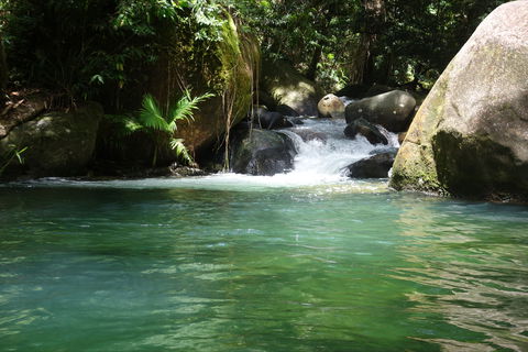 Daintree Secrets Rainforest Sanctuary - Flights 0