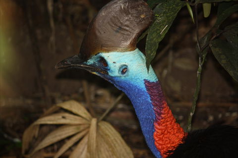 Daintree Wilderness Lodge - Flights 1