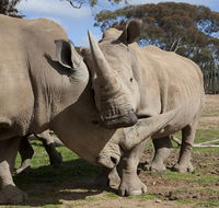 Monarto Zoo - Flights