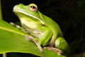 Port Douglas QLD Flights