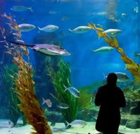 Melbourne Aquarium - Flights