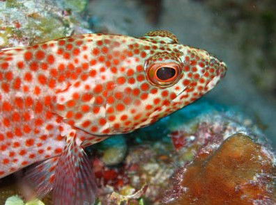 Snorkel Safari Brisbane - Flights 3