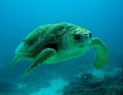 Snorkel Safari Brisbane - Flights 4
