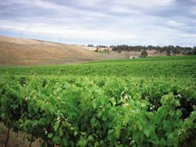 Uleybury Wines - Flights 2