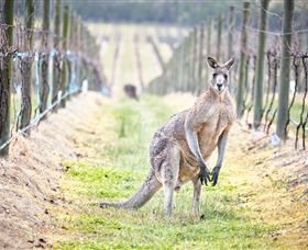 Yabby Lake Vineyard & Cellar Door - Flights 8