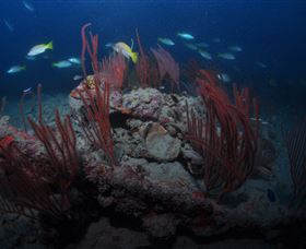 Lady Bowen Dive Site - Flights 3