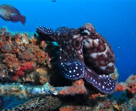 HMAS Brisbane Dive Site - Flights 2