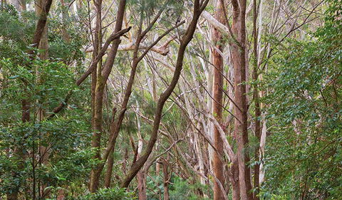 Ulidarra National Park - Flights 1