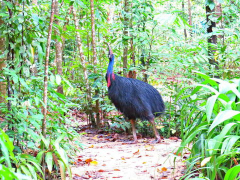 Daintree Safaris - Flights 0