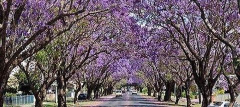 Yamba Tours And Charters - Flights 6