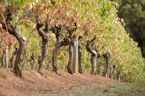 Vasse Felix Winery Tour And Tasting - Flights 3