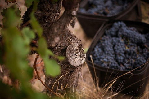 Vasse Felix Winery Tour And Tasting - Flights 4