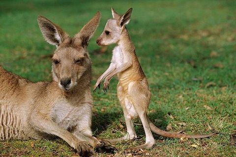HEALESVILLE SANCTUARY ZOOBUS - MELBOURNE CITY RETURN - Flights 0