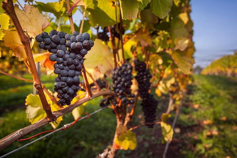 Half Day Tamar Valley Wine Tour - Flights 2