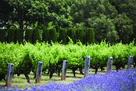 Ultimate Penfolds Magill Estate Experience - Flights 4