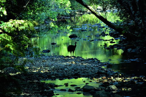 Daintree - Cape Tribulation & Atherton Tablelands Tours From Port Douglas - Flights 1