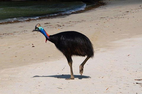 Daintree - Cape Tribulation & Atherton Tablelands Tours From Port Douglas - Flights 17