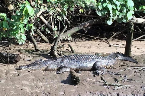 Daintree - Cape Tribulation & Atherton Tablelands Tours From Port Douglas - Flights 24