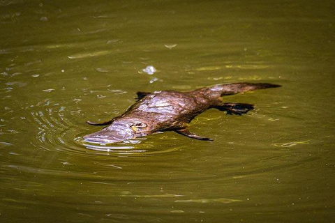 Daintree - Cape Tribulation & Atherton Tablelands Tours From Port Douglas - Flights 27