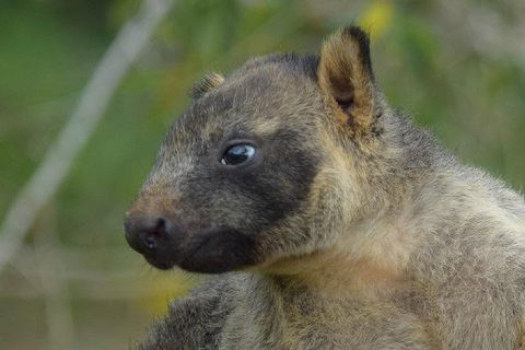 Daintree - Cape Tribulation & Atherton Tablelands Tours From Port Douglas - Flights 8