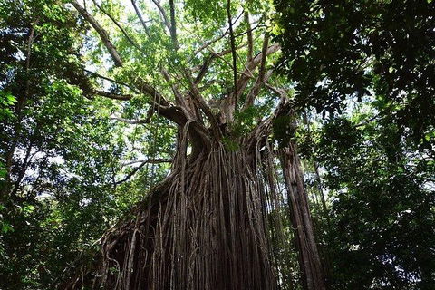Daintree - Cape Tribulation & Atherton Tablelands Tours From Port Douglas - Flights 20
