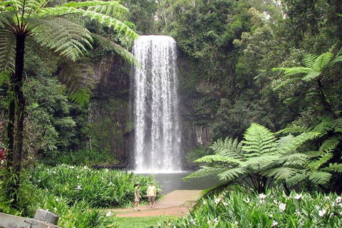 Daintree - Cape Tribulation & Atherton Tablelands Tours From Port Douglas - Flights 12