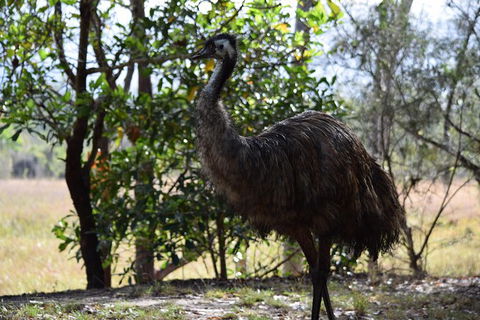 Daintree - Cape Tribulation & Atherton Tablelands Tours From Port Douglas - Flights 29