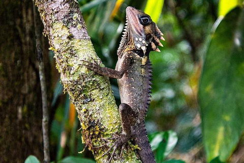 Daintree - Cape Tribulation & Atherton Tablelands Tours From Port Douglas - Flights 7