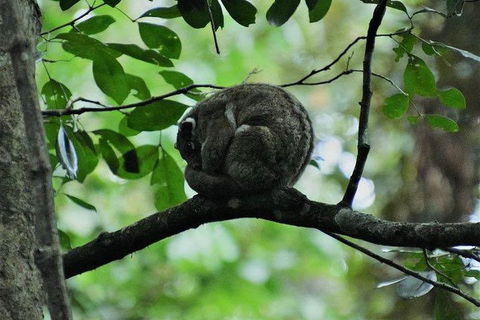 Daintree - Cape Tribulation & Atherton Tablelands Tours From Port Douglas - Flights 11
