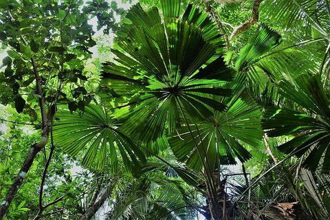 Daintree - Cape Tribulation & Atherton Tablelands Tours From Port Douglas - Flights 22