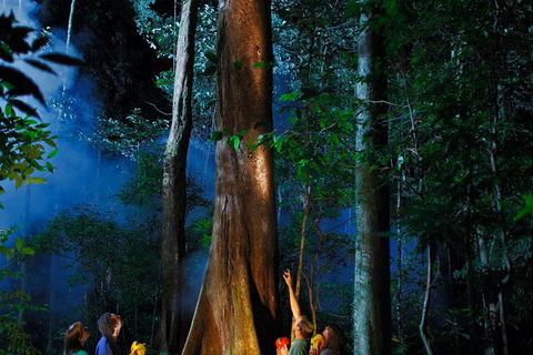 Daintree Rainforest Night Walk From Cape Tribulation - Flights 1