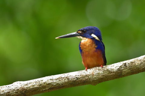 Daintree River Dawn Cruise - Flights 0