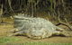 Daintree River Dawn Cruise - thumb 1