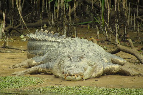 Daintree River Dawn Cruise - Flights 13