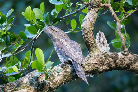 Daintree River Dawn Cruise - Flights 4