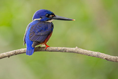 Daintree River Dawn Cruise - Flights 7