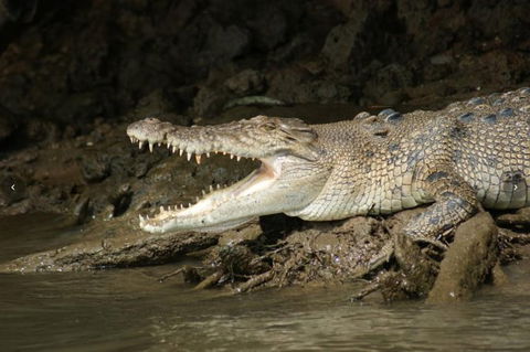 Daintree River Cruise - Flights 3