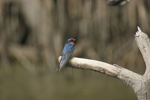 Daintree River Cruise - Flights 8