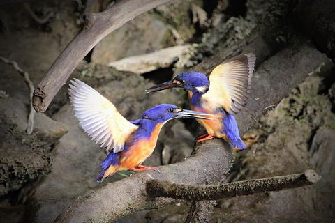 Daintree River Sunset Cruise - Flights 3