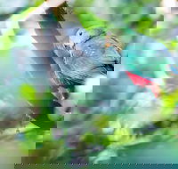 Satinbird Stroll - Flights