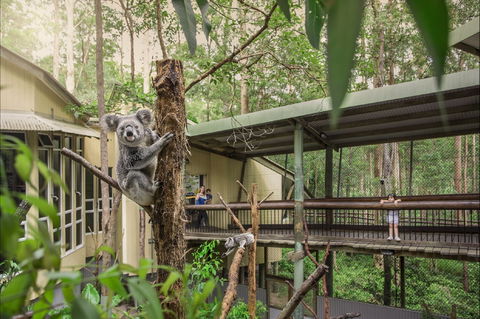 Daisy Hill Koala Centre - Flights 0