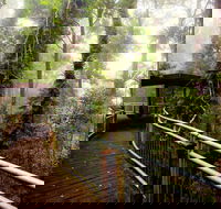 Dorrigo National Park - Flights