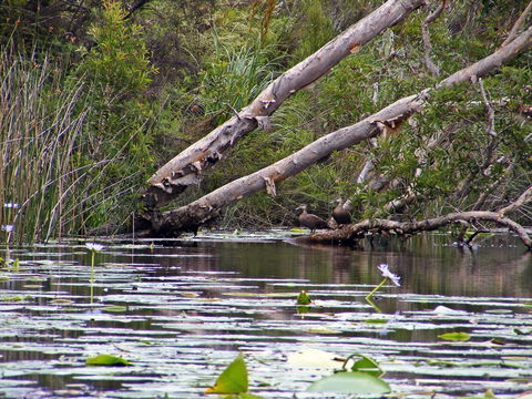 Esk River - Flights 1