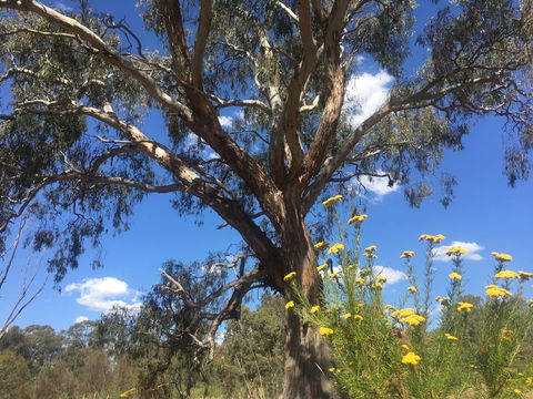 Euroa Arboretum - Flights 0