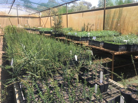 Euroa Arboretum - Flights 1