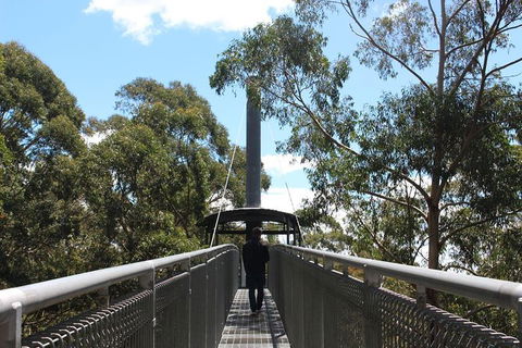 Illawarra Fly Treetop Adventures Admission Including Zipline Tour - Flights 2